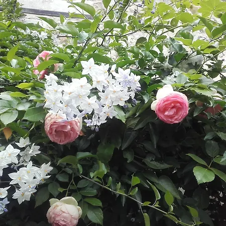 B&B La Cour Sainte Catherine Demeure De Charme 3*